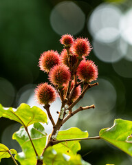 Annato plant also knows as urucum. This is a reddish-colored condiment derived from the Bixa Orellana tree. Gastronomy. Medicine.