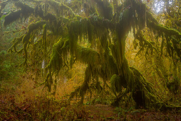 Amazing tree at Hoh Rain Forest. Gorgeous rain forests. Hoh Rain Forest, Olympic National Park, Washington state, USA
