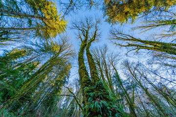 Amazing green forest and blue sky. View from above. Fir trees on the background of the blue sky. The sun's rays fall through the branches. Coal Creek Park Trail, Washington State