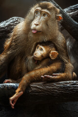 Pig-tailed macaque (Macaca nemestrina ) detail mother huge baby