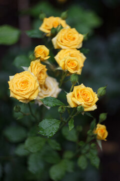 Yellow rose bush in the summer garden after rain