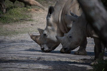 rhino in the wild