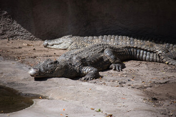 alligator in the everglades