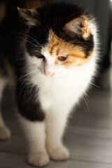 Portrait of a calico cat at home. Calico cats are domestic cats with a spotted or particolored coat that is predominantly white, with patches of two other colors.