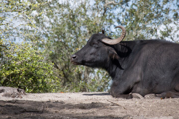 buffalo