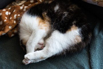 Portrait of a calico cat at home. Calico cats are domestic cats with a spotted or particolored coat that is predominantly white, with patches of two other colors.