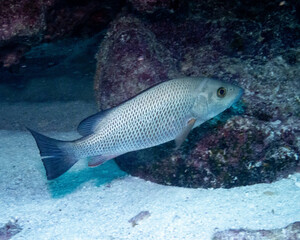 Gray Snapper