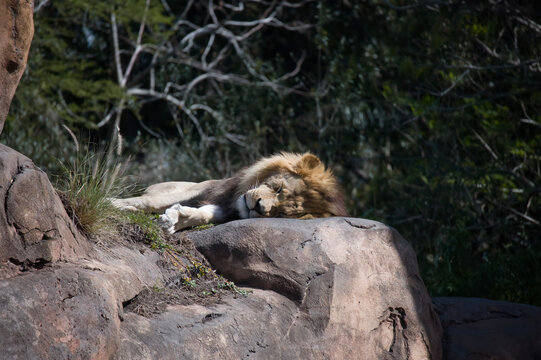 lion and lioness