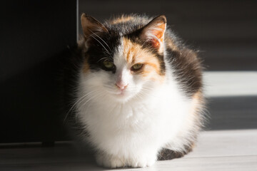 Portrait of a calico cat at home. Calico cats are domestic cats with a spotted or particolored coat that is predominantly white, with patches of two other colors.