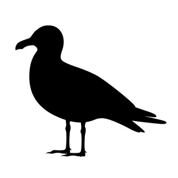 seagull silhouette flat vector illustration clipart isolated on white background