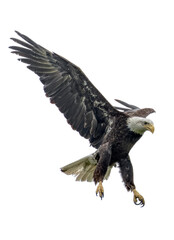 Bald eagle. Haliaeetus leucocephalus