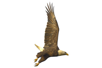 Bald eagle. Haliaeetus leucocephalus