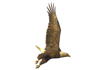 Bald eagle. Haliaeetus leucocephalus