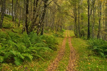 path in the woods
