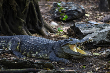 The thai crocodile rest on the garden