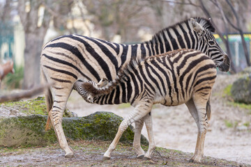 The plains zebra (Equus quagga, formerly Equus burchelli), also known as the common zebra or Burchell's zebra. Female zebra feeding it's foal