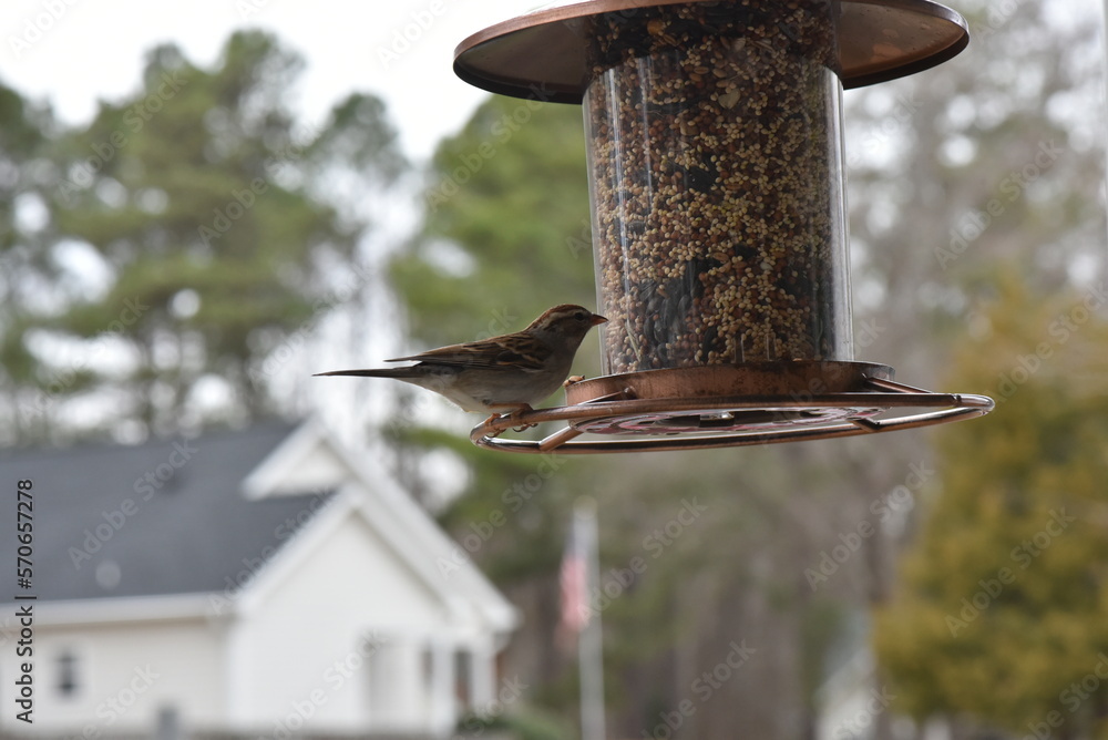 Canvas Prints bird on a feeder.
bird house on a branch.