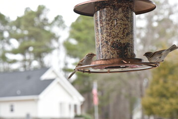 feeder in the forest