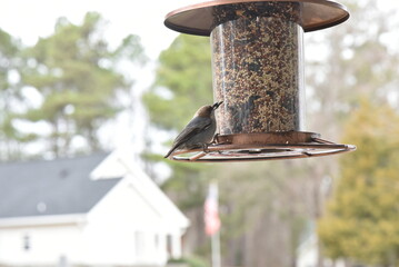 bird on a feeder.
bird house on a branch.