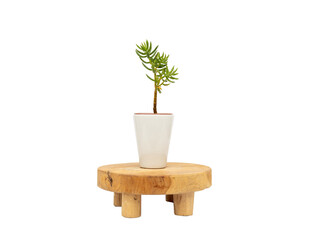 Crassula tetragona small plant in white ceramic pot with a wooden stand