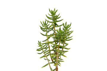 Crassula tetragona mini pine succlent plant isolated on white background with copy space