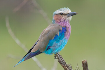 Lilac-breasted roller - Coracias caudatus perched with green background. Photo from Kruger National Park in South Africa.