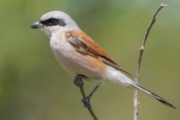 Red-backed shrike - Lanius collurio perched with green background. Photo from Kruger National Park in South Africa.