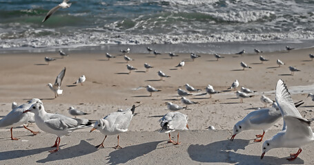 Seagulls feed on bread crumbs on a pier near the sandy seashore