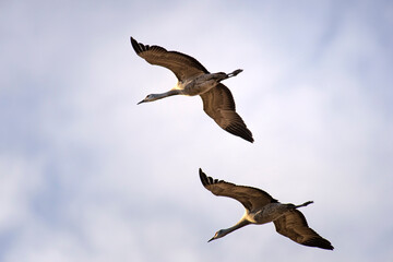 Sandhill cranes in flight;  Nebraska