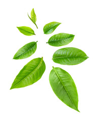 Fototapeta na wymiar set resh green tea leaf isolated on transparent png