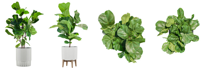 indoor decoration potted plants isolated on transparent or white background, photoreal 3d render