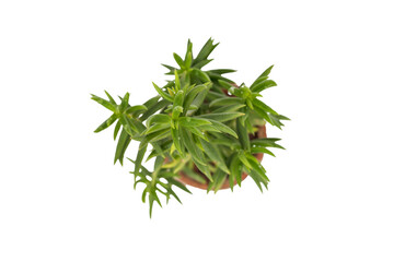 Crassula tetragona miniature pine succulent plant high angle view isolated on white background