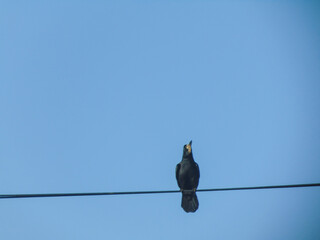 Crow on a power line in Romania