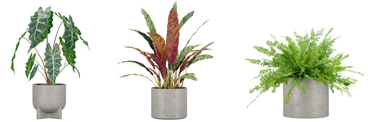 indoor decoration potted plants isolated on transparent or white background, photoreal 3d render