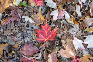 fallen autumn leaves