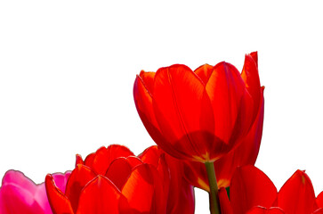 red tulip isolated on transparent background