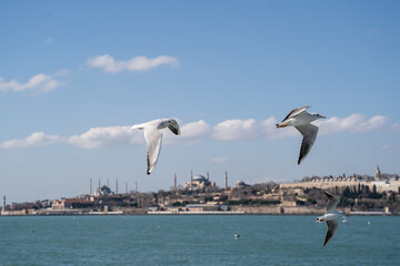 Flying Seagulls in the Bosphorus of Istanbul