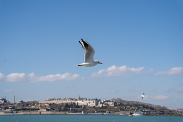 Fototapeta na wymiar Flying Seagull in the Bosphorus