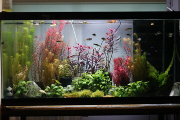 Aquarium with tropical fish jungle landscape with nature forest design tank.