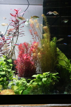 Vertical of Aquarium with tropical fish jungle landscape with nature forest design tank.
