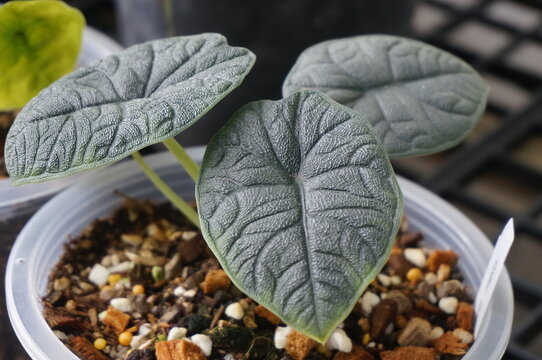 Close up of Alocasia melo leave.