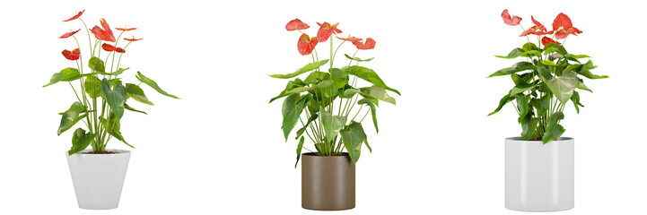 indoor decoration potted plants isolated on transparent or white background, photoreal 3d render