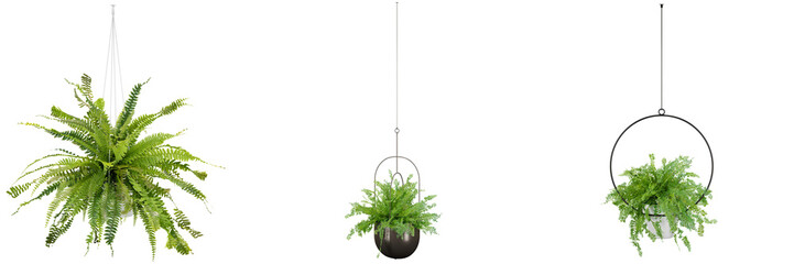 indoor decoration potted hanging plants isolated on transparent or white background, photoreal 3d render