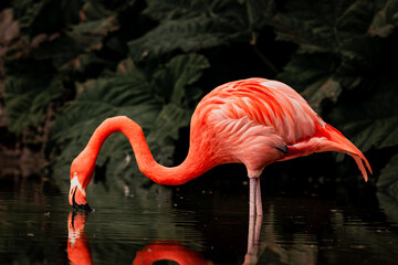 Pink flamingo feeding in the shallows