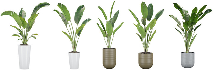 indoor decoration potted wild banana plants isolated on transparent or white background, photoreal 3d render