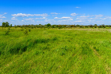 View of the wide green meadow on spring