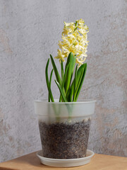 Jacinthe jaune dans un pot. Fond bleu