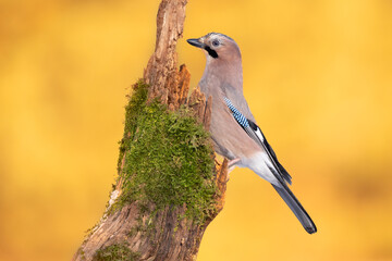 Bird - Eurasian Jay Garullus glandarius on amazing autumn yellow background