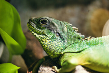 Fototapeta premium green iguana on a branch dinosaur america monster mexico crest endangered wilderness biology climate desert environmental evolution relax alien eco exploration fantasy horror scary spooky