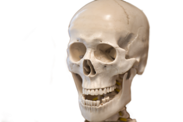 human skull isolated on white style creepy hell grave life decay biological examination healthcare dangerous shock skulls crime crazy criminal disease doctors ghost hazard hazardous loss risk scared